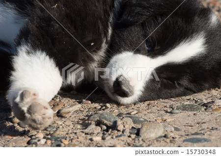 border collie puppy dog portrait looking at you 15730348