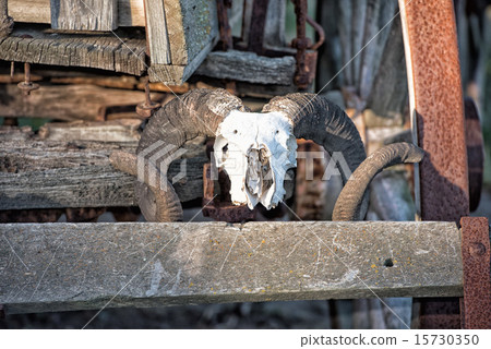 sheep skull on far west wagon 15730350