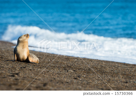 puppy sea lion on the beach in Patagonia 15730366