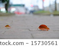 落葉 15730561