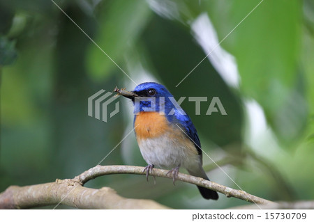 Malaysian Blue Flycatcher mating insects 15730709