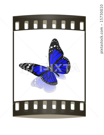 Butterfly. The film strip Butterfly. The film strip 15730810