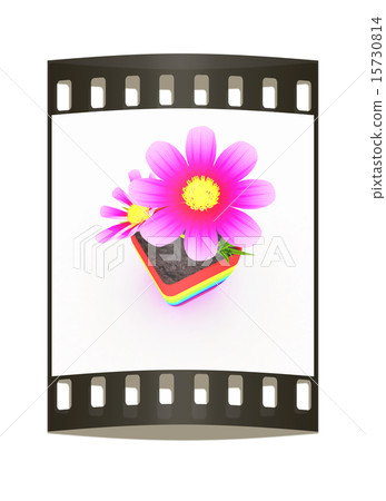 flower in the colorful pot. The film strip 15730814