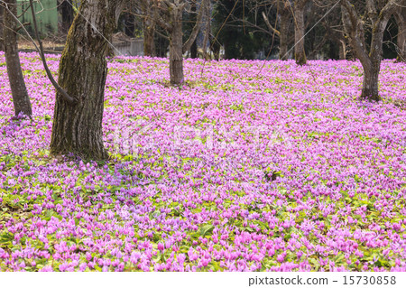 Katakuri Township Township Nishiki cho, Semboku, Akita 15730858