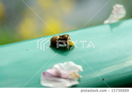 Fly ribs under prey Fly ribs under prey 15730889