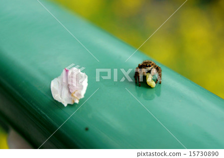 Fly ribs under prey 15730890