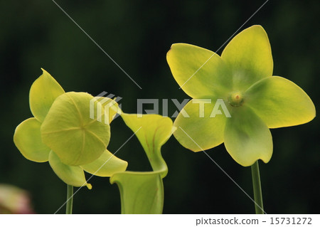 Windmill of Salacenia Windmill of Salacenia 15731272