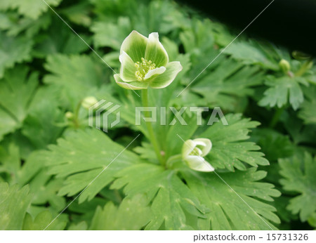 Midorispinacea Midorispinacea 15731326