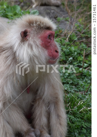 There were various, but now we are waiting for a treasure from heaven BY Old Japanese monkey 15731461