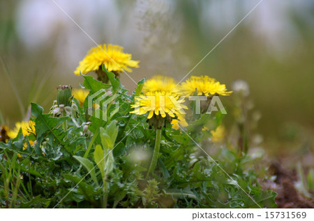  Dandelion 15731569