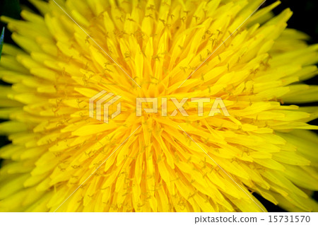 大輪子蒲公英 15731570