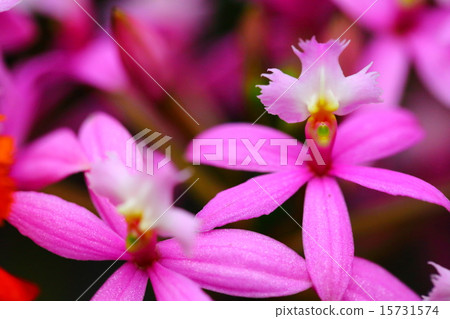Epidendrum · Pink Panther 15731574