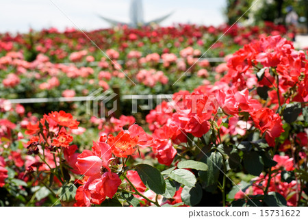 Expo Memorial Park rose 17 15731622