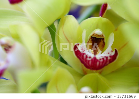 Cimbidium Lovely Movie Gold Rush Cimbidium Lovely Movie Gold Rush 15731669