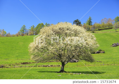 Yamagasan tree blooming at Yatsugatake ranch Yamanashi prefecture Hokuto city 15731674