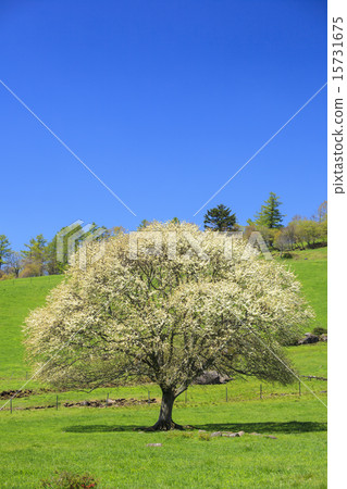 開花在Yatsugatake大農場山梨縣北斗市的Yamagasan樹 15731675