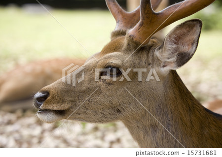 A young hat A young hat 15731681