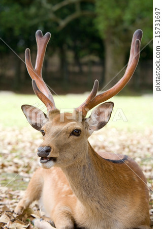 Deer in Nara Park Deer in Nara Park 15731697