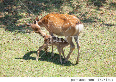 Parent and deer 15731705