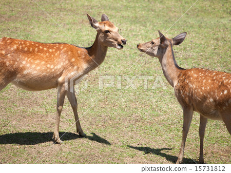 奈良公園的鹿 15731812