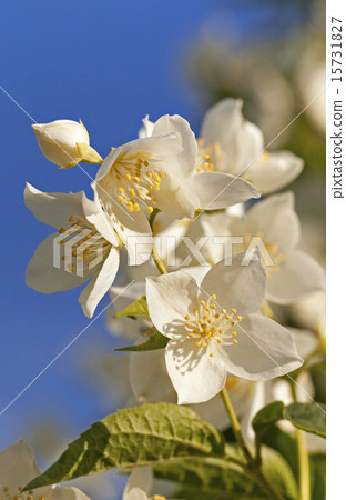 jasmine flower   15731827