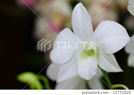 Denfare Prana White 15731828