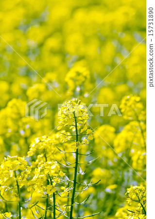 Colza yellow flower on field 15731890