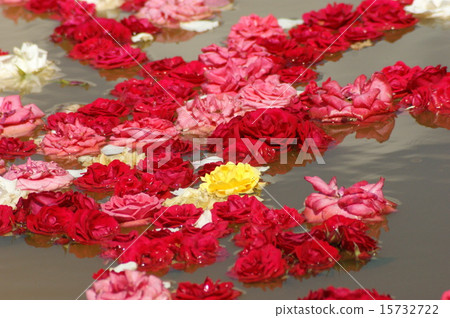 Rose of the water Rose of the water 15732722