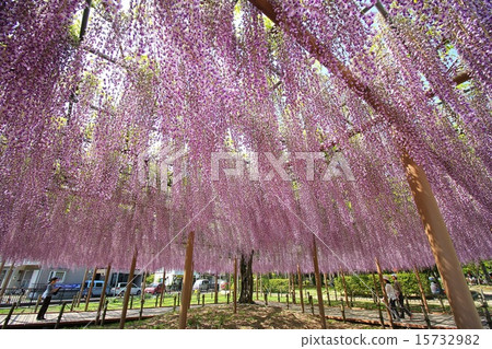 Tenno河的紫藤 15732982