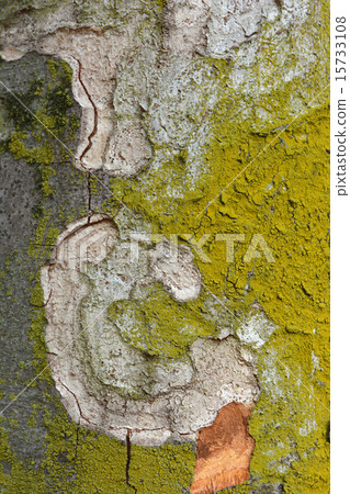 图库照片: 榉树皮