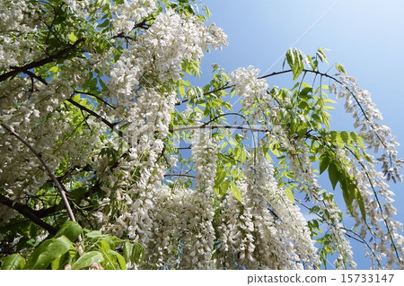 Shirato Shirato 15733147