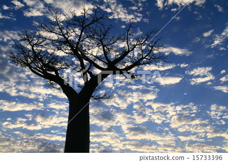 猴麵包樹的樹 15733396