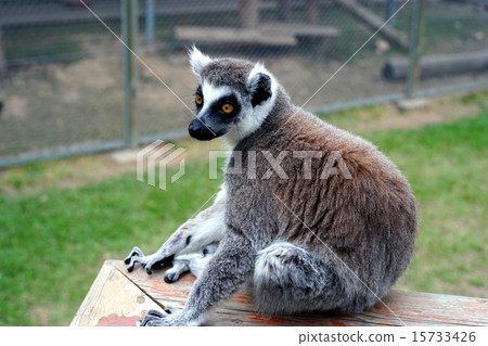 金剛狼狐猴 金剛狼狐猴 15733426