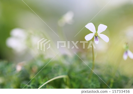 Okinawa Prefecture · Kagoshima Prefecture Endangered plant Yakushima violet 15733456