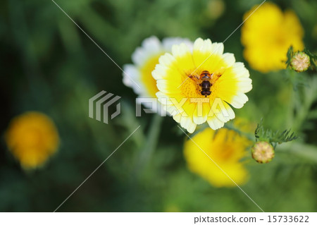 screecul的花 15733622