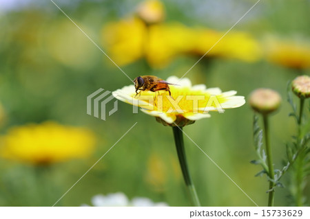 Flowers of the screecul 15733629