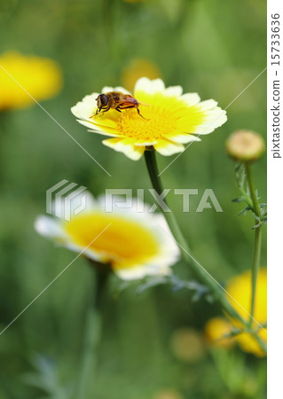 Flowers of the screecul 15733636