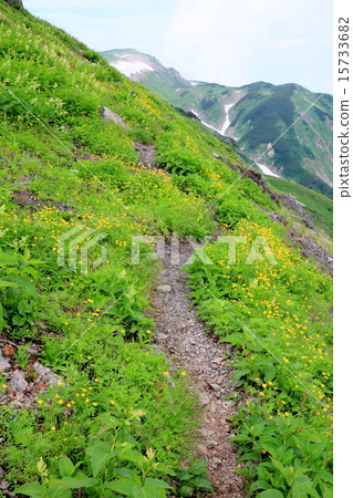 白馬土坎山攀登開花的山道路 白馬土坎山攀登開花的山道路 15733682