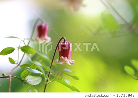 鐵線蓮（Clematis textenis）M 15733942