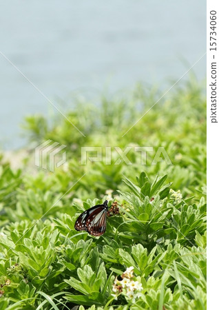 Asagi mada and Snubiko 15734060