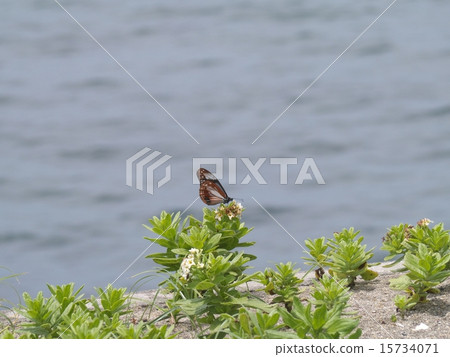 Asagi mada and Snubiko 15734071