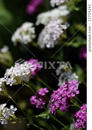 Musi Trinadesico (insect repellent) 15734242