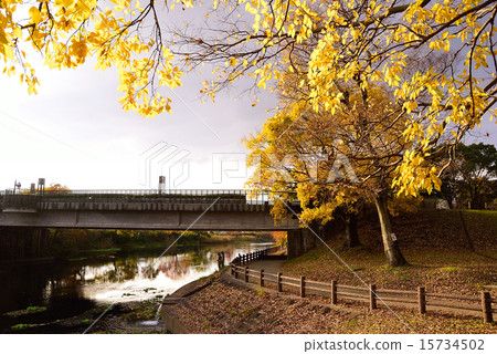 Autumn leaves of Lake Ezu 15734502