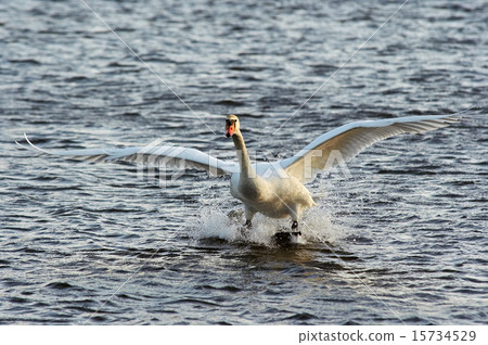 water skiing 15734529