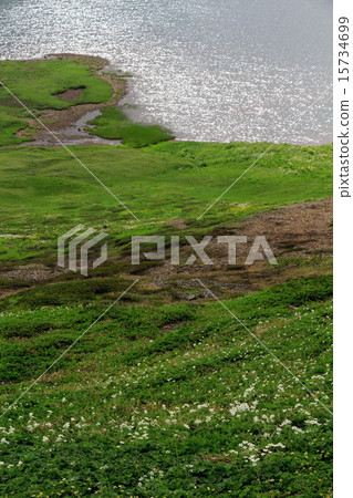 發光的白馬池塘和高山植物的湖表面 15734699