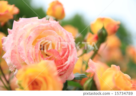 玫瑰綻放花園 玫瑰綻放花園 15734789