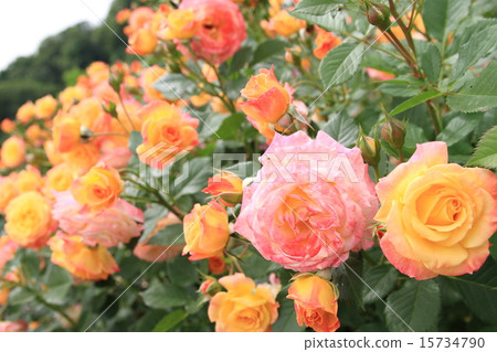 玫瑰綻放花園 玫瑰綻放花園 15734790