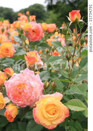 玫瑰綻放花園 玫瑰綻放花園 15734791