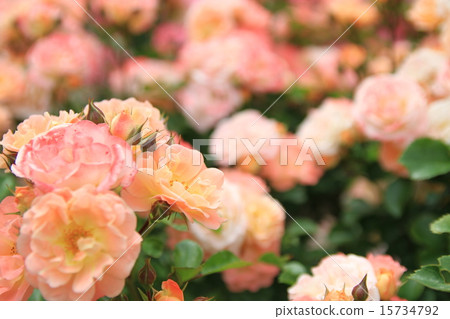 Rose blooms garden Rose blooms garden 15734792