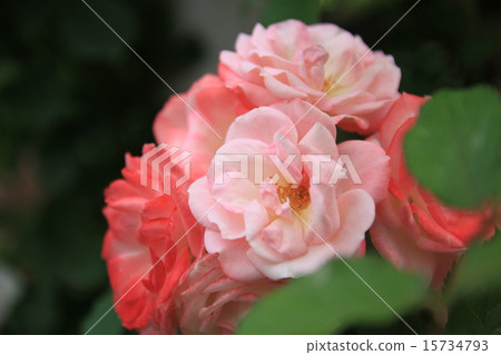 玫瑰綻放花園 玫瑰綻放花園 15734793